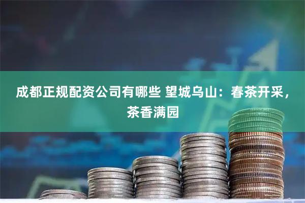 成都正规配资公司有哪些 望城乌山：春茶开采，茶香满园